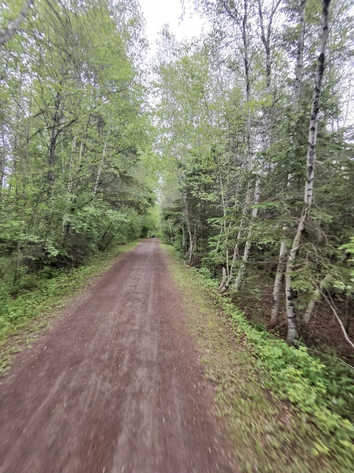 Un sentier de gravier rectiligne bordé d’arbres en été dans le Grand Moncton