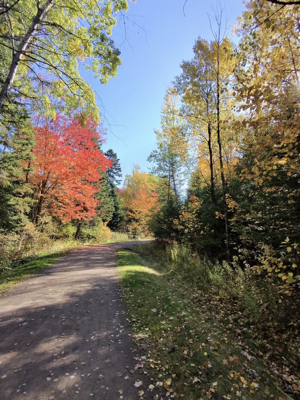 Un sentier bordé d’érables rouge vif en automne