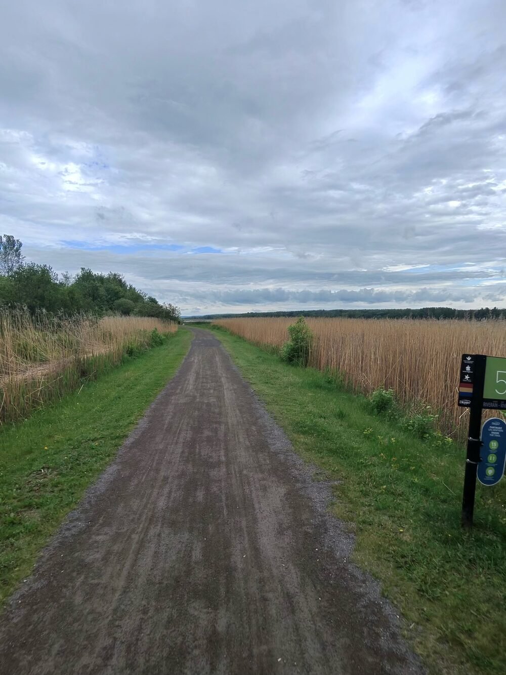 Un sentier de gravier traversant un champ doré en été