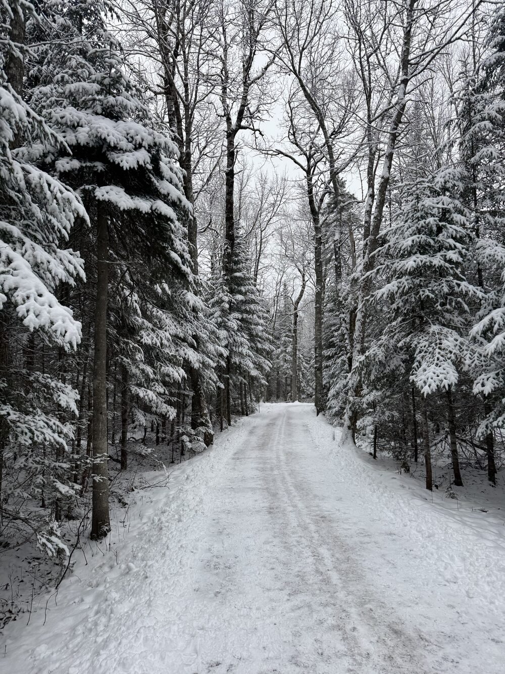 Un sentier enneigé dans une forêt givrée en hiver