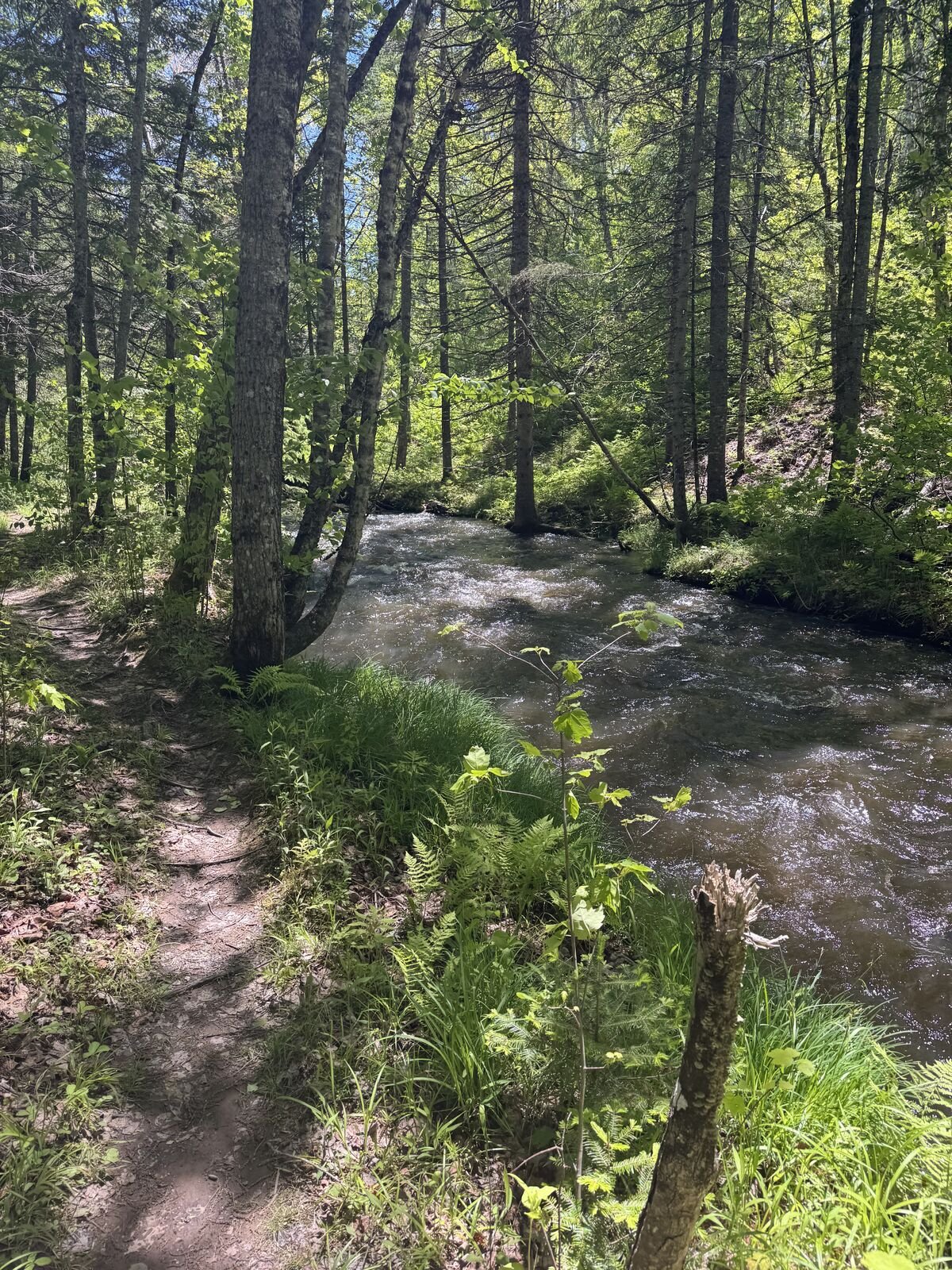 Un ruisseau limpide traversant une forêt indigène luxuriante